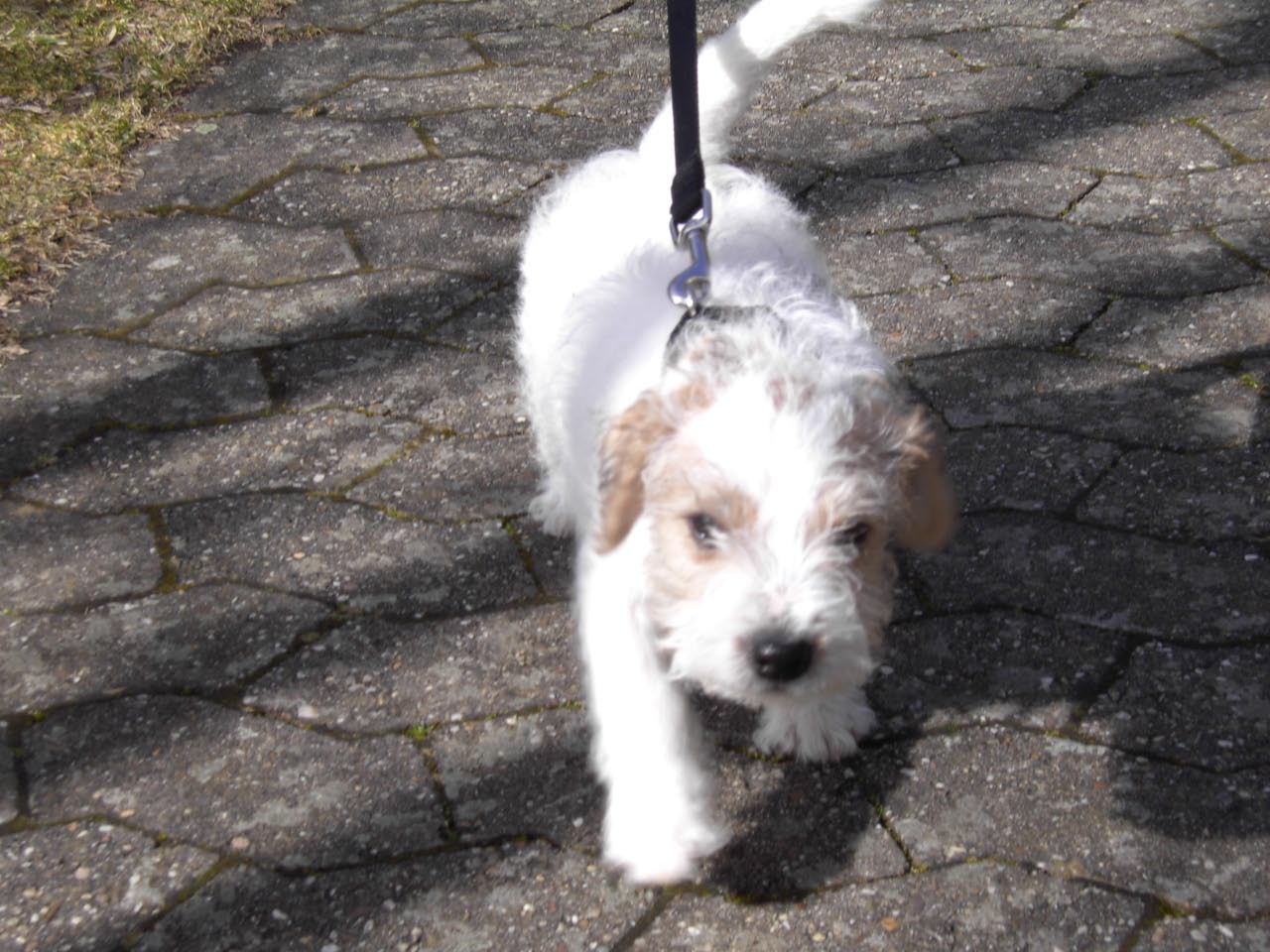 Jacks 1. Spaziergang