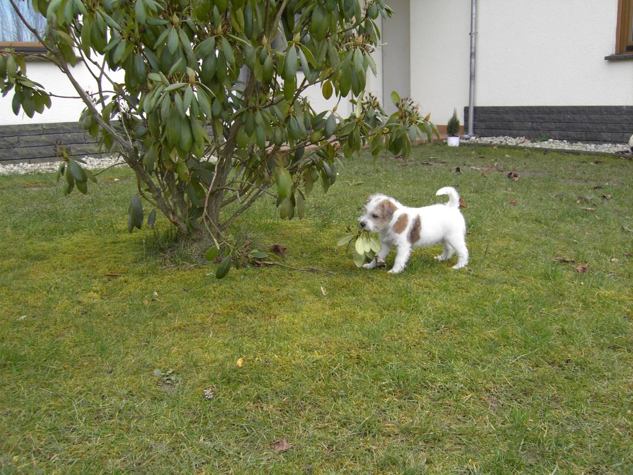 Jacks 1. Spaziergang