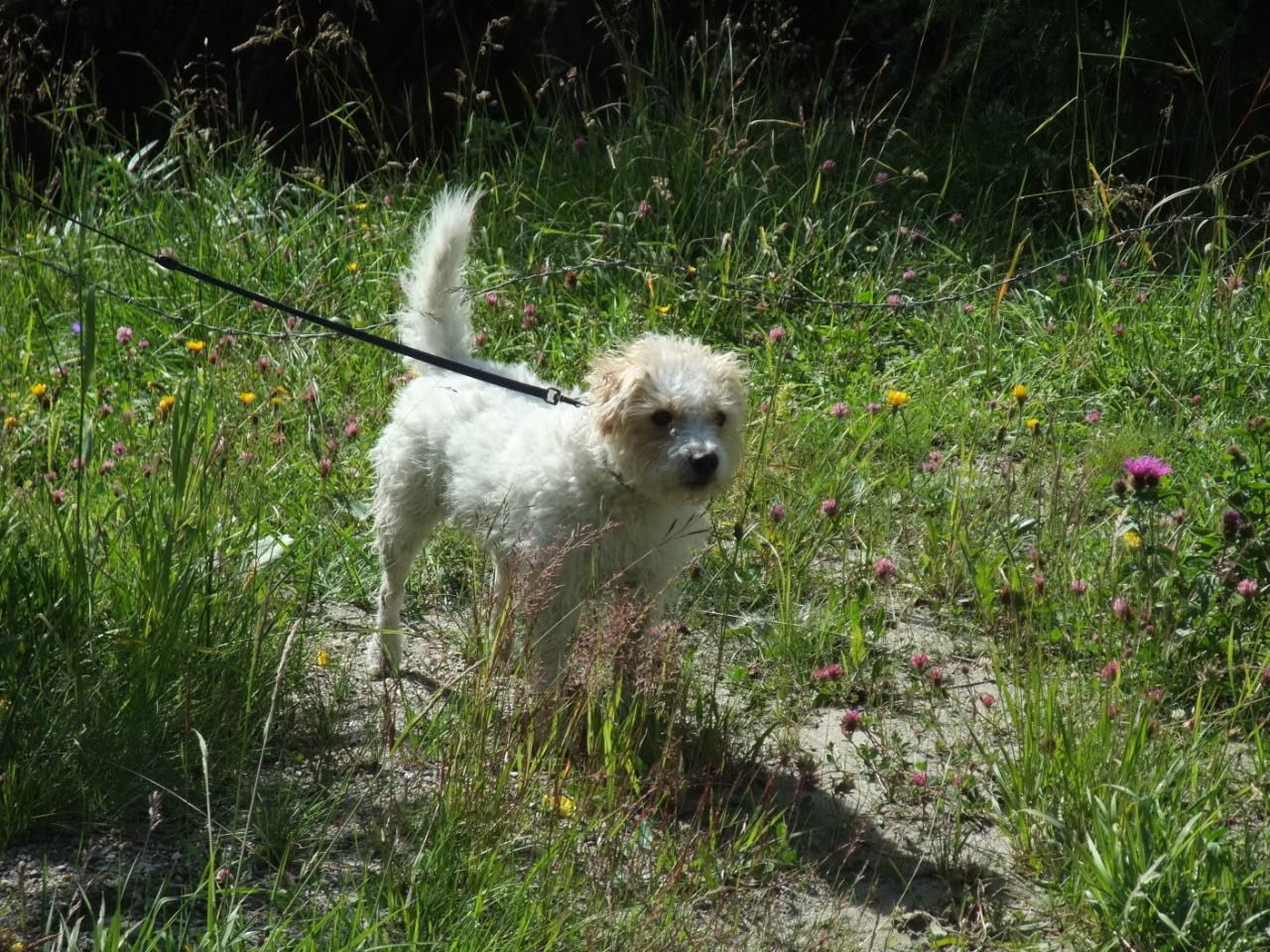 Urlaub in Kals Sommer 2011
